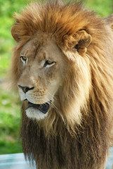 Male lion: Highly distinctive, the male lion is easily recognized by its mane, and its face is one of the most widely recognized animal symbols in human culture.  © Daniel Meunier