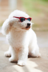 White poodle dog in sunglasses