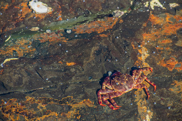 crab on rock