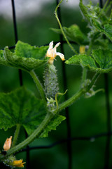 Ripening cucumbers on a green bed in the city.