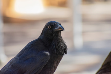 Crow