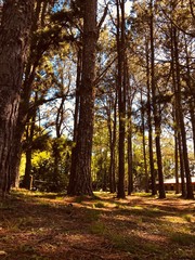 En el bosque