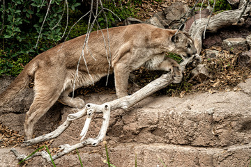 Mountain Lion full body shot and walking to the right over a tree branch.