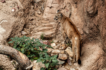 Mountain Lion walking away on a rocky surface and looking to the left.