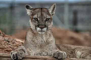 Mountain Lion closeup of head and paws lying down with paws on a log and looking directly at the camera and me.
