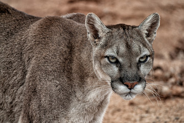 Mountain Lion closeup of head and part of body and staring at the camera.