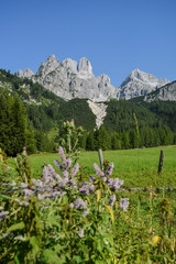 Mountain Bishop's hat Filzmoos annaberg-lungoetz Bischofsmuetze meadow and flowers