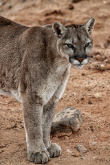 Mountain Lion closeup of head and part of body standing and looking to the right of the camera.