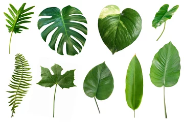 Fotobehang Tropisch Set van tropische groene bladeren geïsoleerd op een witte achtergrond.  © Suraphol