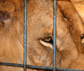 The lion is one of the four big cats in the genus Panthera, and a member of the family Felidae....