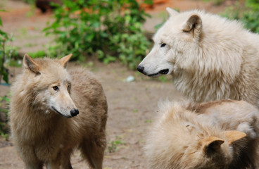 Arctic Wolf or Polar White Wolf, is a subspecies of the Gray Wolf, a mammal of the family Canidae....