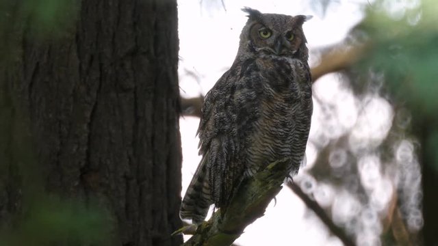 A Great Horned owl resting on a tree branch in a forest, looking around and then directly at the camera.
