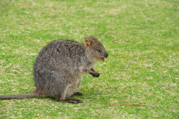 quokka on grass