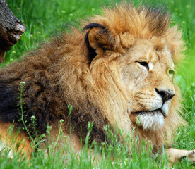 Male lion: Highly distinctive, the male lion is easily recognized by its mane, and its face is one of the most widely recognized animal symbols in human culture.  © Daniel Meunier