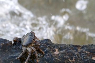 Carb is sitting near the coastline feeding himself while a big wave splashes him.
