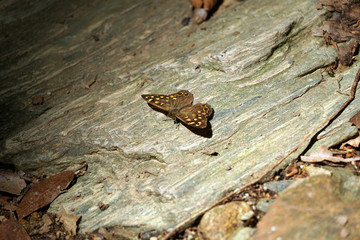 Butterfly sitting on a piece of fallen wood as the sunlight is illuminating on it.