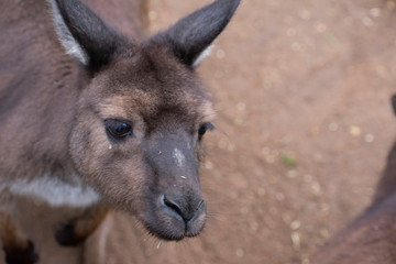 Wallaby