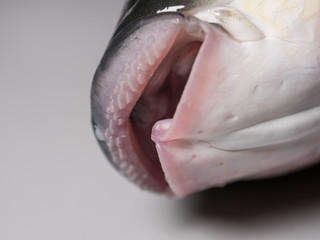 Thicklip Grey Mullet fish - close up on mouth and teeth