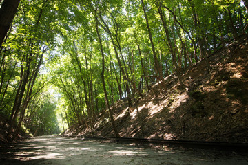 Path Through Trees