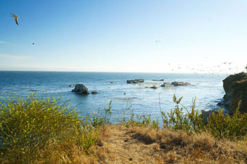 Pismo Beach Cliffs and Flock of Birds. Horizon Over the Ocean. California Coastline