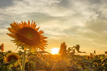Fotobehang 夕日とひまわり園　Sunset and sunflower garden　福岡県柳川市 © M・H