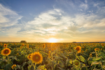 夕日とひまわり園　Sunset and sunflower garden　福岡県柳川市