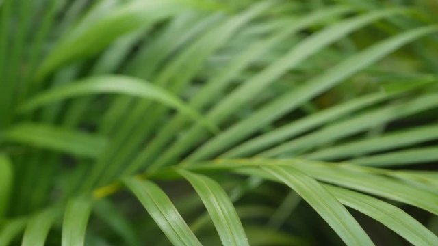 Bright juicy exotic tropical greenery in jungle. Selective focus natural organic background, unusual plant foliage. Calm relaxing wild paradise rainforest abstract fresh leaves texture, bokeh. Ecology