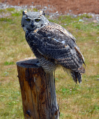 The great horned owl (Bubo virginianus), or the tiger or hoot owl is a large owl native to the...