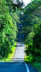 Beautiful of road on Khao Yai National Park Of Thailand
