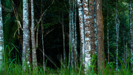 Agarwood tree in the plant,Perfume industry