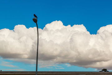 Silhouette of a single crow sitting on top of a street light  with white clouds and blue skies