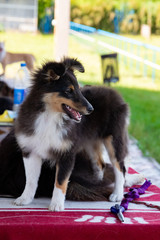 Little black Sheltie prepear for demonstration 