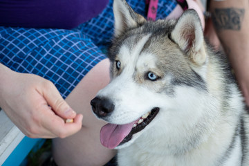 White siberian husky on the green meadow