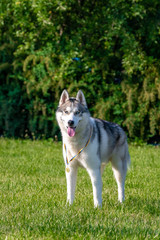 White siberian husky on the green meadow