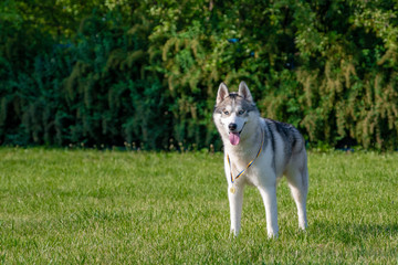 Obraz premium White siberian husky on the green meadow