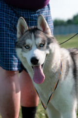 White siberian husky on the green meadow