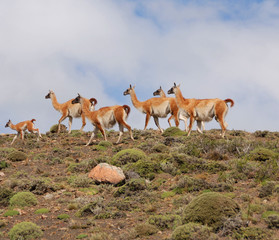 Guanacoes (Lama guanicoe), The name guanaco comes from the South American language Quechua word...