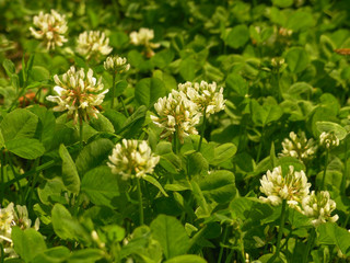 clover in the field
