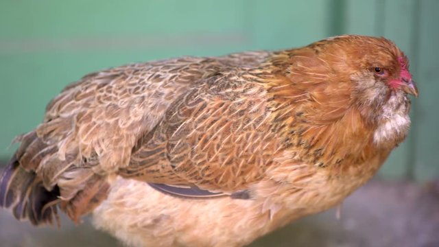 85mm shot of a Welsummer chicken on a summer day in 4K! This shot has strong attention to detail and sharpness, which provide a unique look at the this chicken's feathers/eyes.