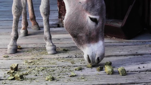 Donkey eating in the USA, Oatman
