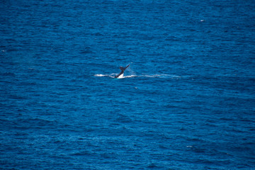 Fototapeta premium whale tail