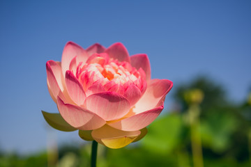 Large pink lotus flower, nelumbo nucifera.
