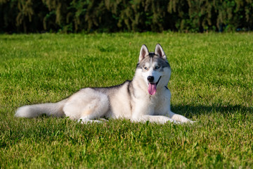 White siberian husky on the green meadow