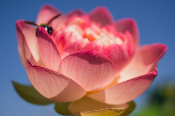 Large pink lotus flower, nelumbo nucifera.