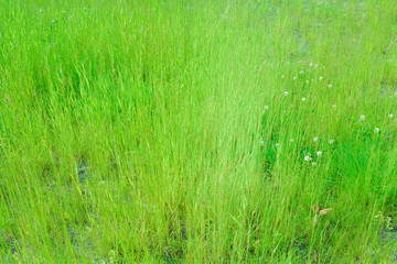 Meadow field with wild grass at sunny summer day. Selective focus