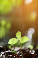 growing plant in garden with evening sunlight, shallow depth of field