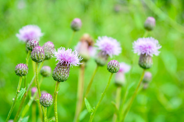 Wild flower Thistle or Marianum or Burdock - herbal plant used in medicine