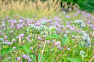 Wild flower Thistle or Marianum or Burdock - herbal plant used in medicine