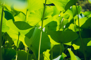 Fototapeta na wymiar lotus leaves in a pond
