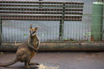 wallaby